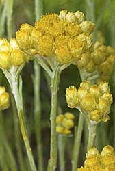 helichrysum stoechas thumbnail graphic